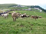 1° Convegno 'Il lupo nel Parco delle Orobie' - 5° Campionato Cani Pastore per Bovini 